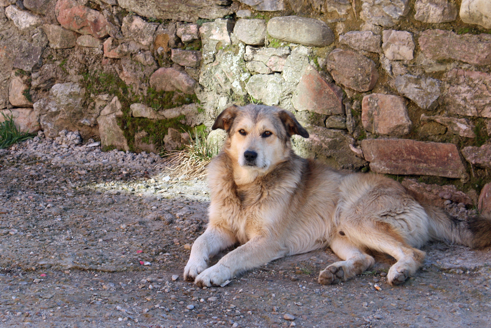 MULTAS HECES CANINAS