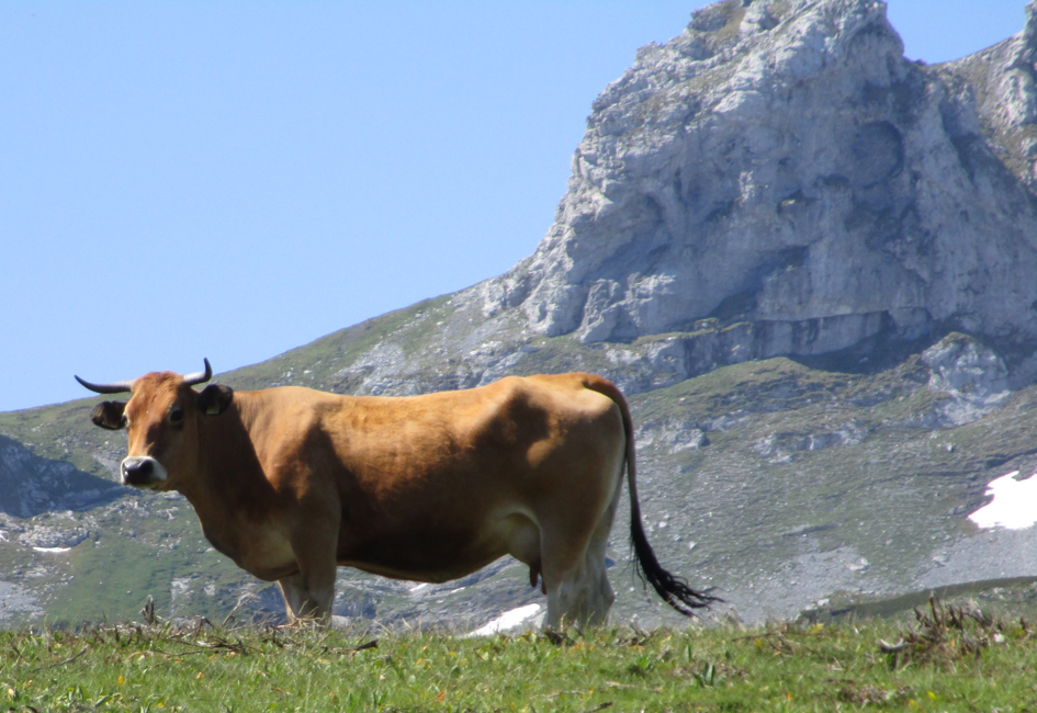 JORNADA VACUNO DE LECHE