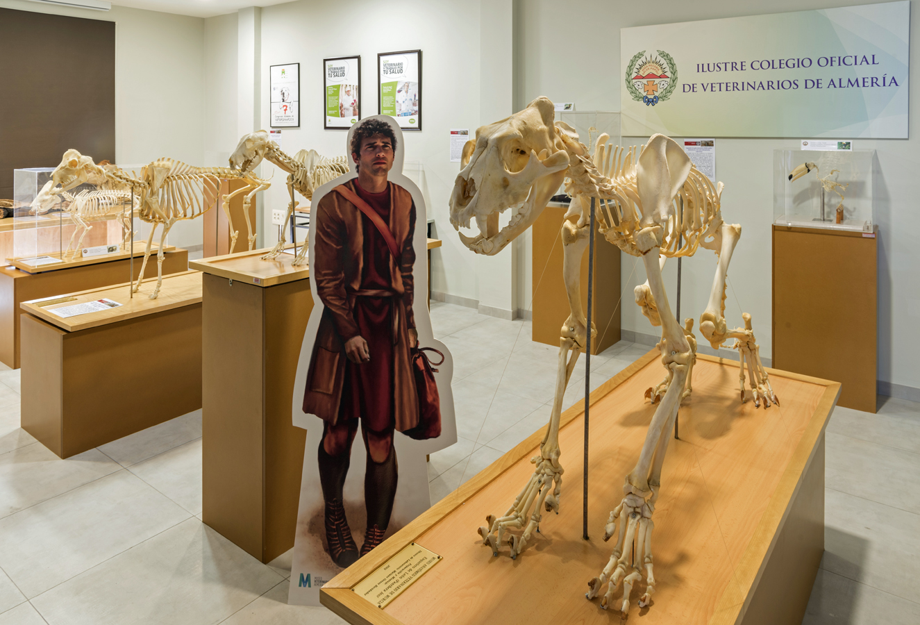 COLEGIO DE ALMERÍA MUSEO VETERINARIO