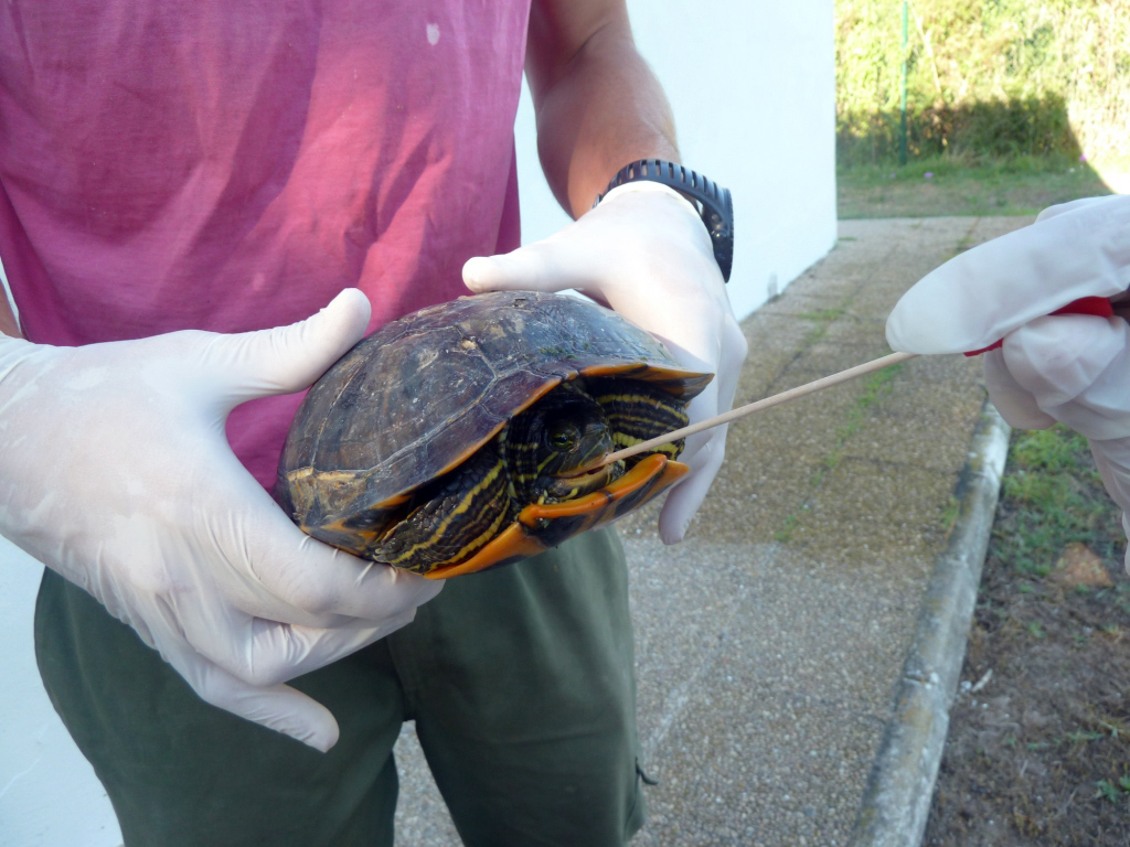 Salmonella Tortugas Valencia