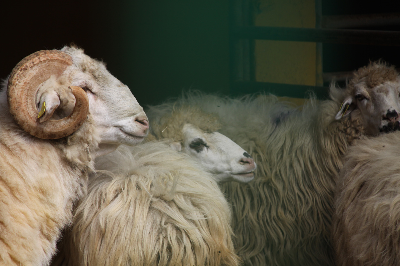 Asociación de Veterinarios Especialistas en Pequeños Rumiantes de Canarias