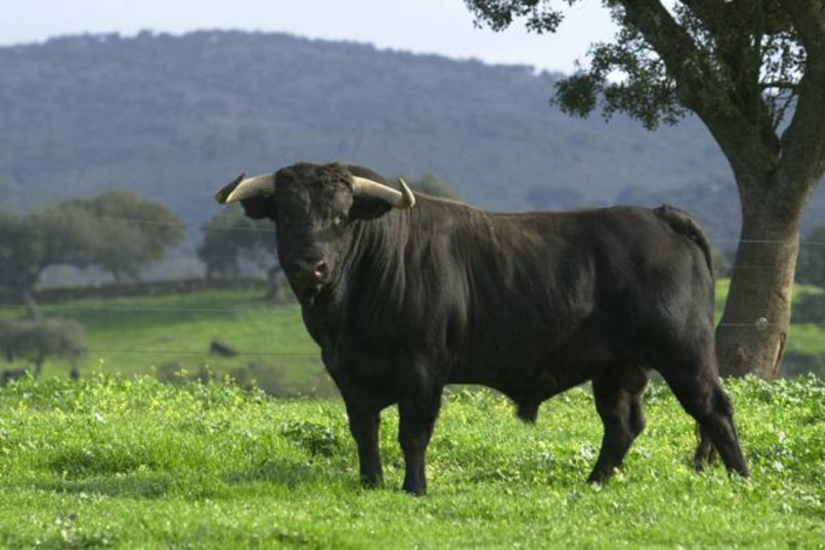 Congreso Mundial Taurino de Veterinaria