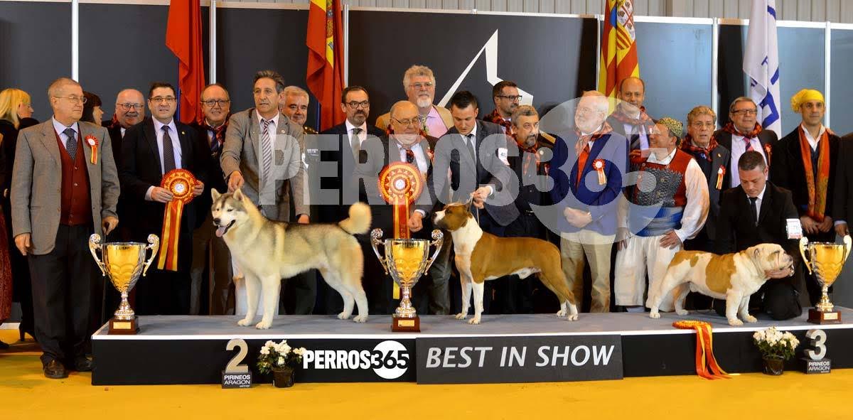 Perros premiados en la XXXVI Exposición Internacional