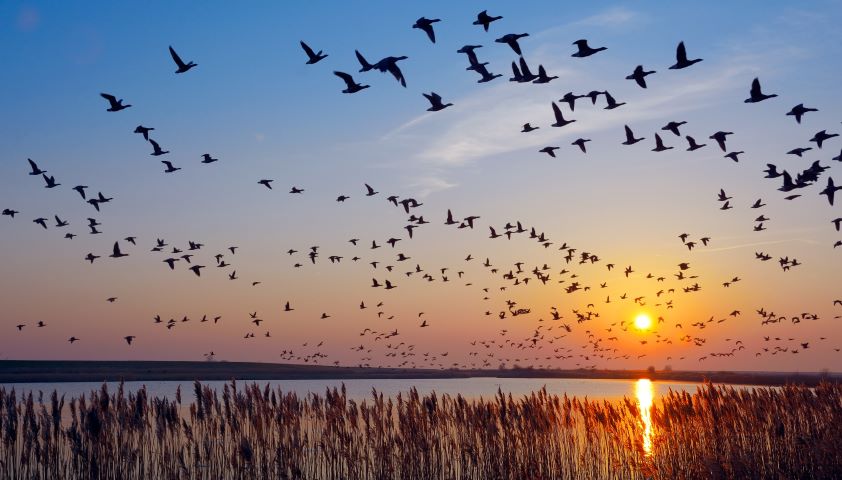 Aves migratorias sobrevuelan un humedal